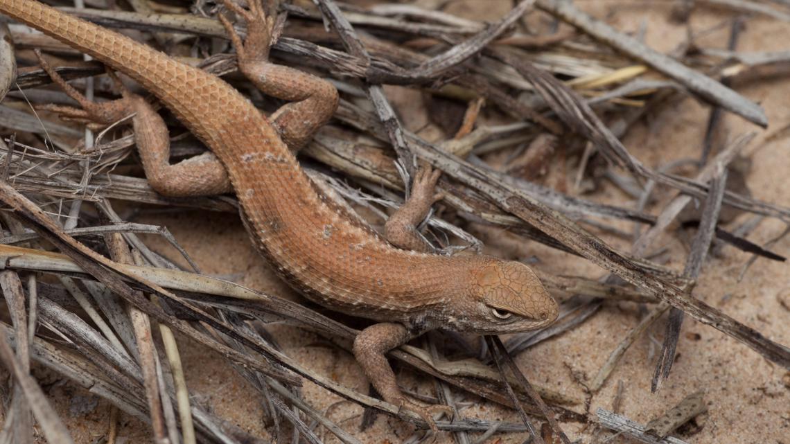 Dunes sagebrush lizard receives protection as an endangered species in New Mexico, Texas [Video]