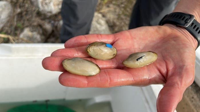 SARA reintroduces freshwater mussels in first-in-Texas conservation effort [Video]
