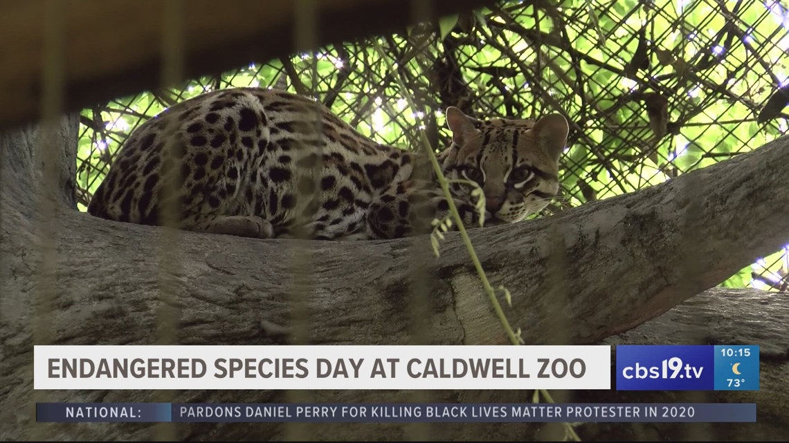 Endangered species day celebrated at Caldwell Zoo [Video]