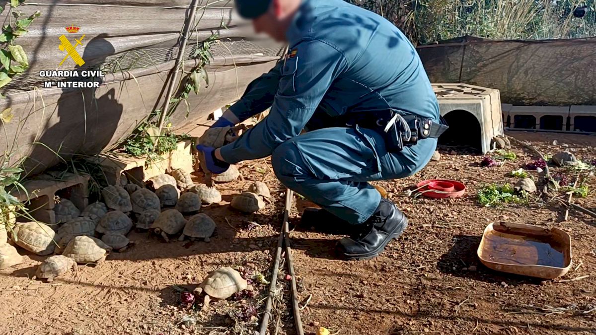 Farmer is arrested after police unearth 229 protected turtles on his land in Spain’s Valencia [Video]