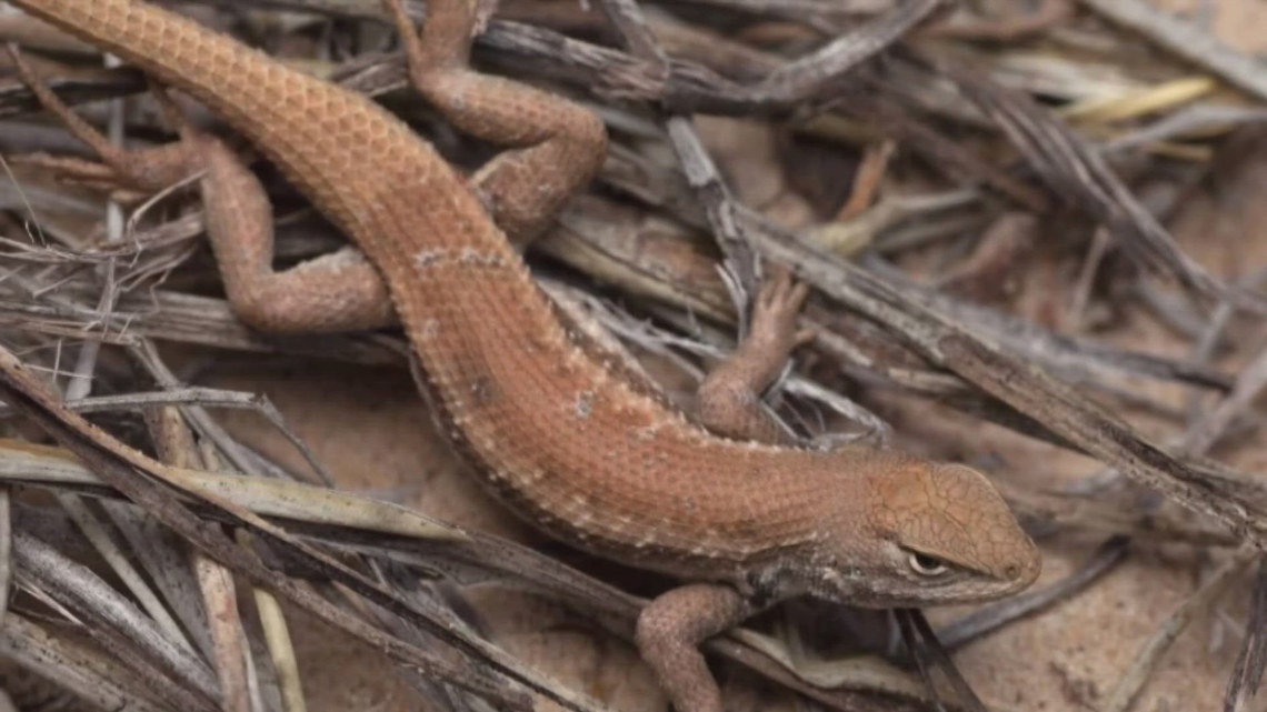 How the dunes sagebrush lizard being added to endangered species list could affect oil and gas production [Video]