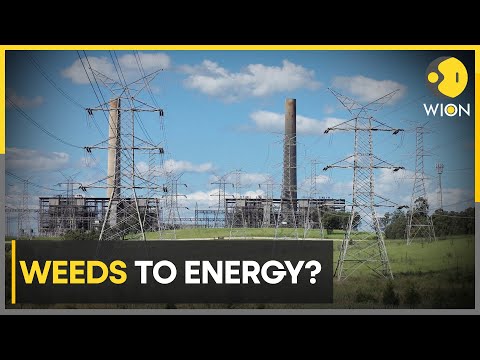 Australia: Weed to fuel biomass generator | Project to cost $52 million | World News | WION [Video]