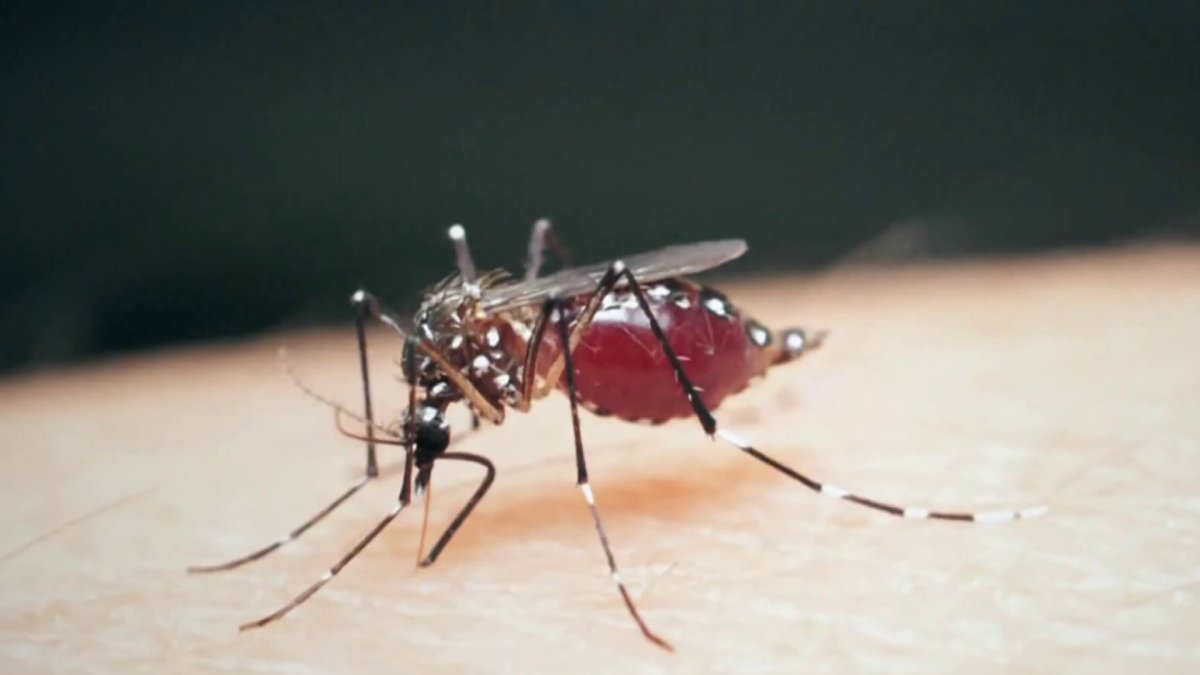 Warmer weather, climate change likely responsible for uptick in Dengue Fever cases  NBC Connecticut [Video]