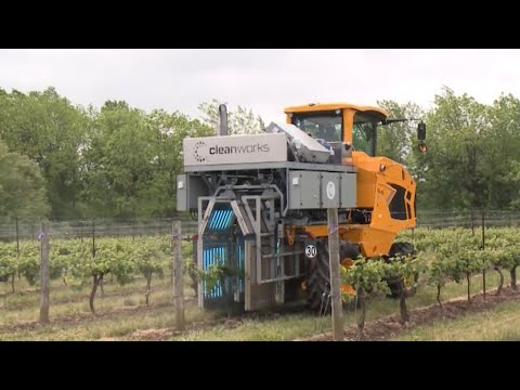 Winery in Vineland uses first-of-its-kind tech that protects grapes using UV light [Video]