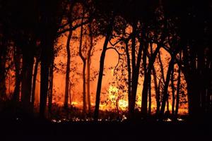 Researchers reveal Australian bushfires devastate aquatic life with ash [Video]