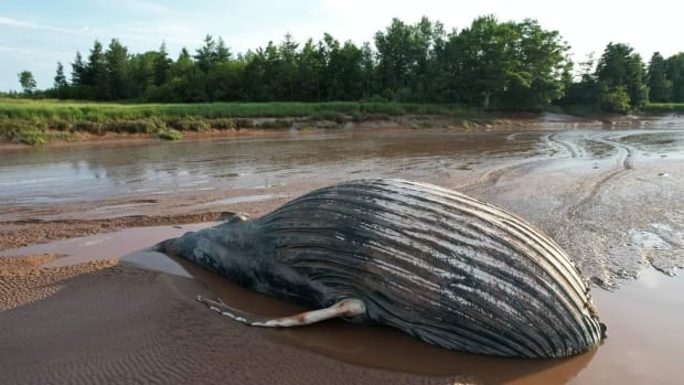 Death of humpback whale in Nova Scotia river raises climate change questions [Video]