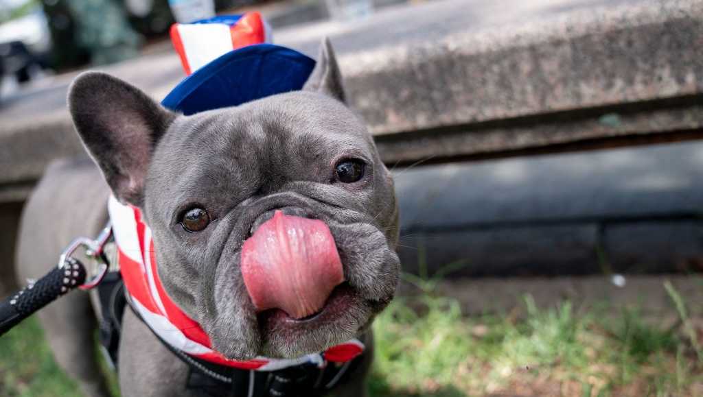 The best pet deals during Fourth of July [Video]