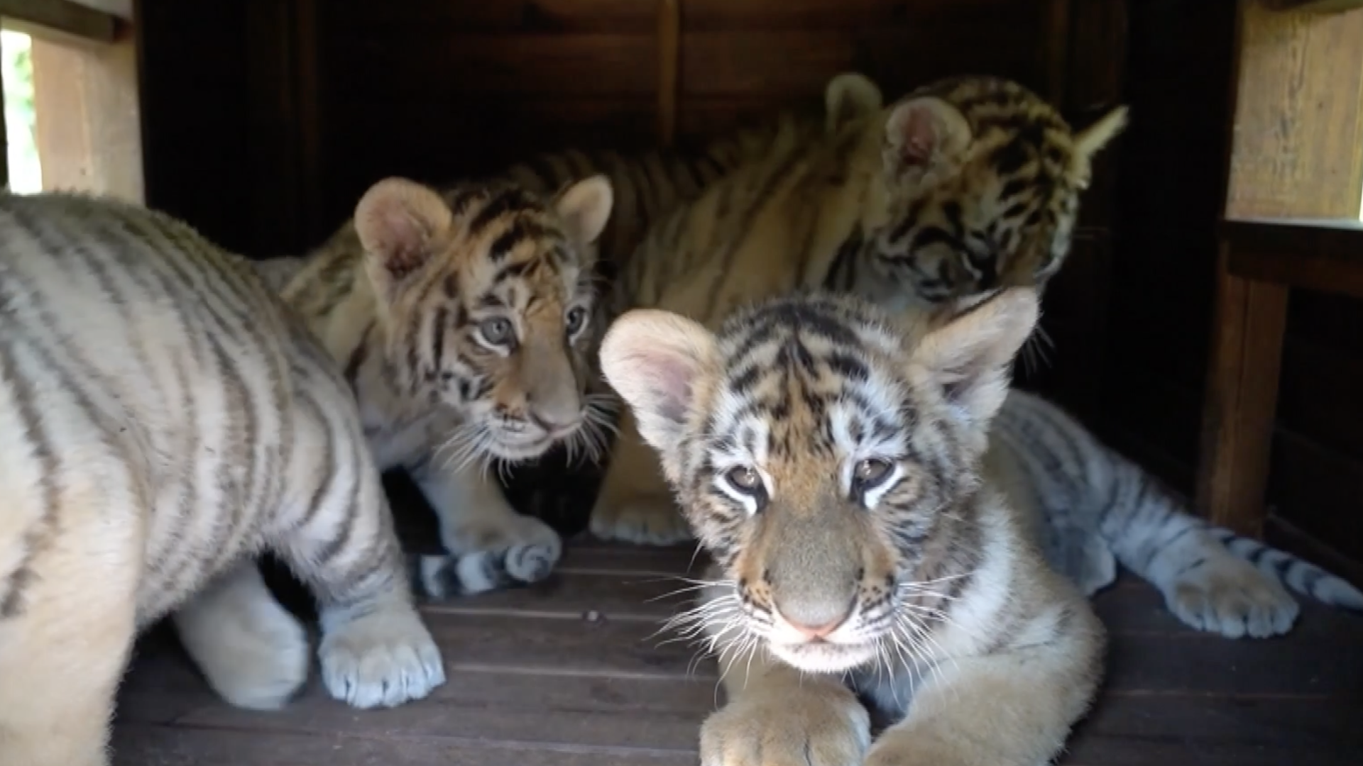 38 energetic Siberian tiger cubs born in Heilongjiang [Video]