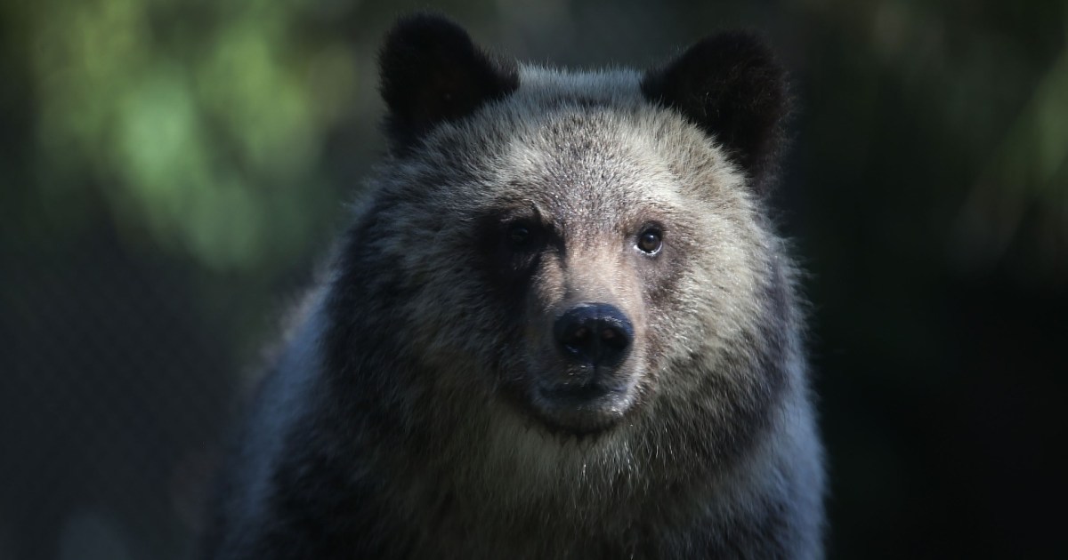 Bears, Fish, and Wolves New Predator: the Supreme Court?  Mother Jones [Video]