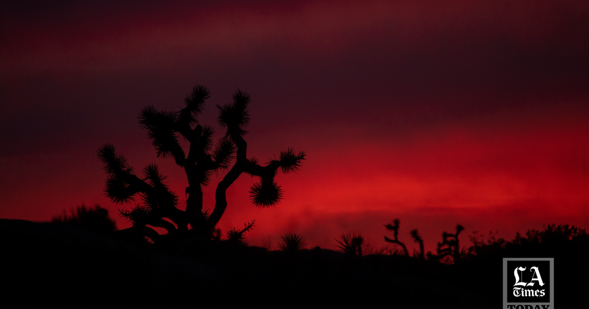 LA Times Today: As Californias climate grows ever more hostile, a Joshua tree rescue plan takes shape [Video]